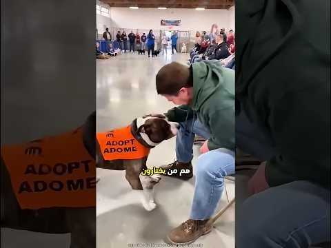 الكلاب تختار من يتبناها 😮 #shorts