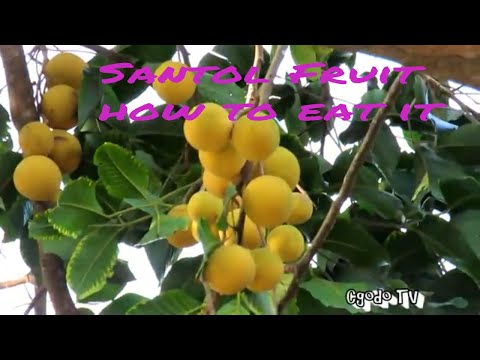 How to eat Santol Fruit // Wild Mangosteen // Cotton Fruit // Setoi