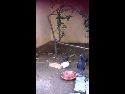 Chic fighting pigeons