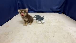 チワワ（ロング）の動画01