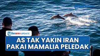 AS Bantah Iran Punya Lumba-Lumba Berpeledak, Pentagon: Tak Ada Bukti Teheran Latih Mamalia