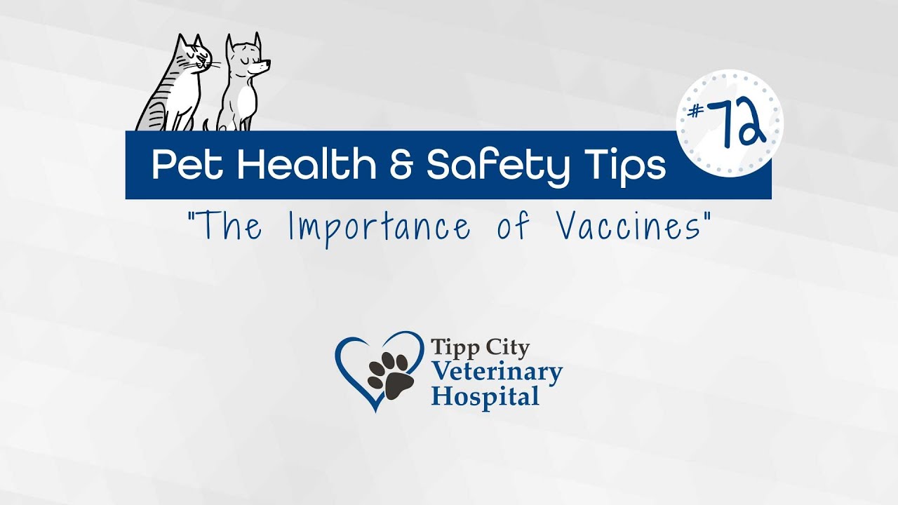 Importance of Vaccines - Dogs and Cats