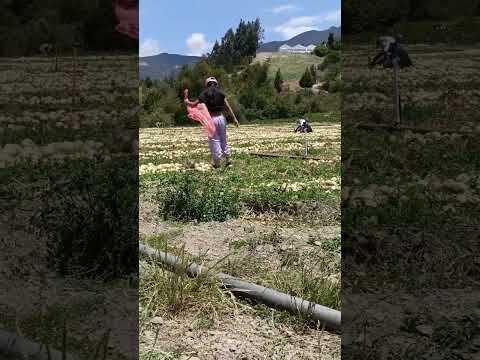 UN DIA  DE TRABAJO SUMERCE 🥰💃🙏🌄#lasboyaquitas #campohermoso #boyaca