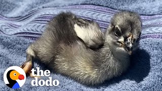 Tiny Rescue Chicken Follows Mom Everywhere | The Dodo Little But Fierce by The Dodo