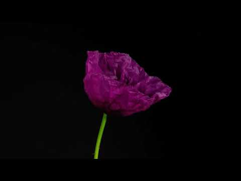 satisfying blooming flowers