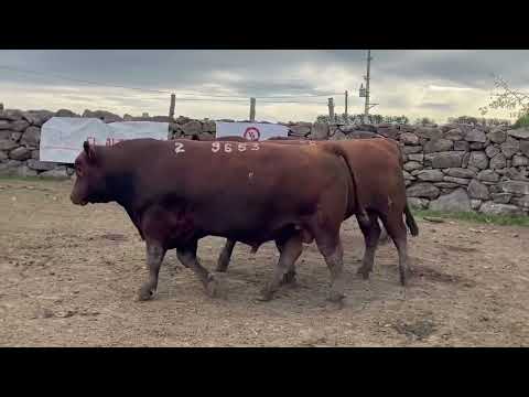9653 9613 9717 SA – Cabaña El Albardón – RED ANGUS