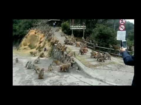 Monyet tauran mempertahankan daerah kekuasaan