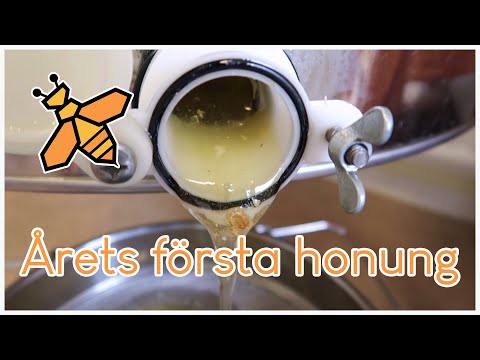 Slungar årets första honung