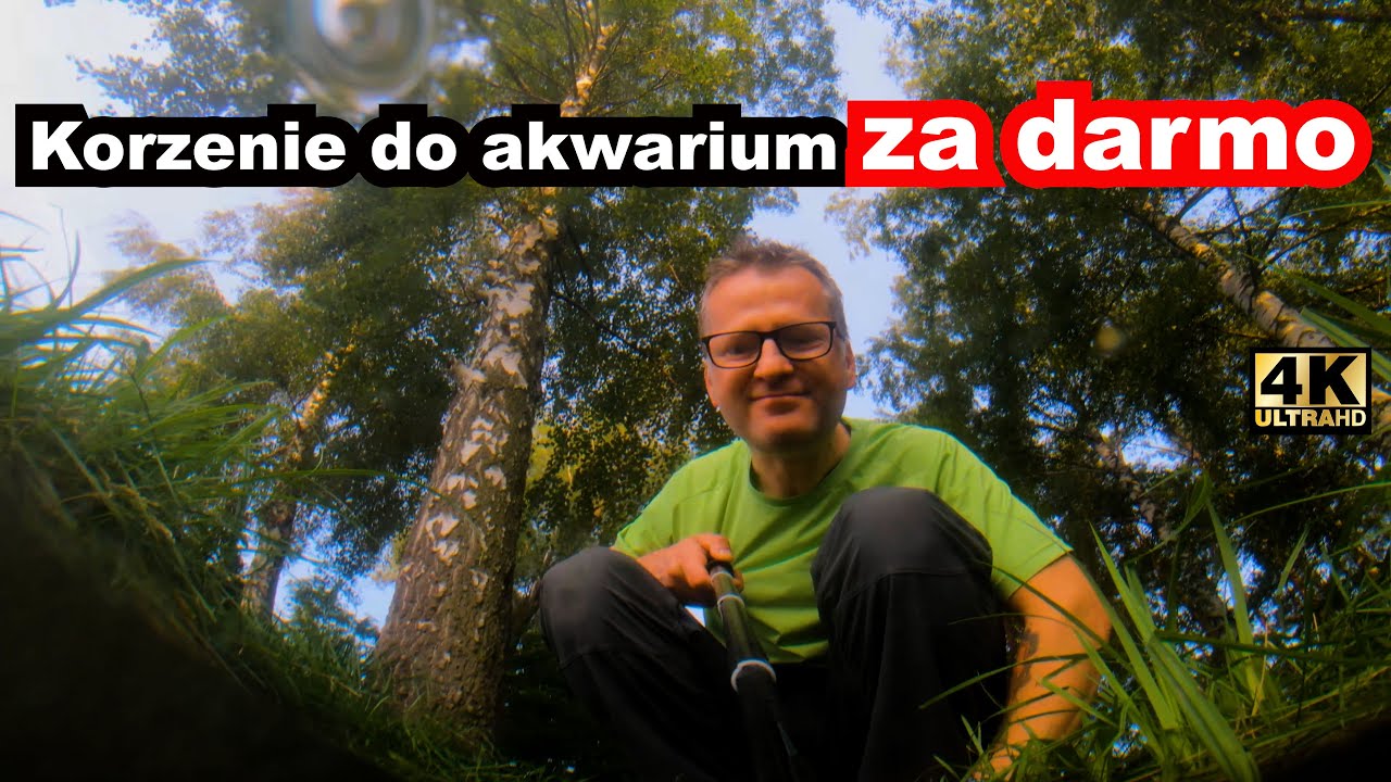 Korzenie do akwarium za darmo