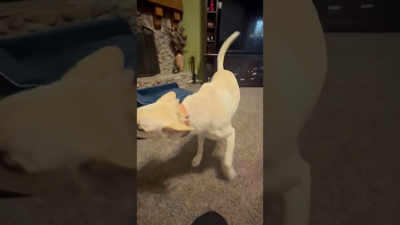 Enlarge Kalhua, a Adoptable mixed breed in Sand Springs, OK video 6/6