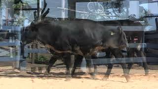 Vídeo 171 - 1ª ETAPA MEGA LIQUIDAÇÃO TOTAL AGROPECUÁRIA MARAJOARA - DIA 4 | GADO GIROLANDO E HOLANDÊS