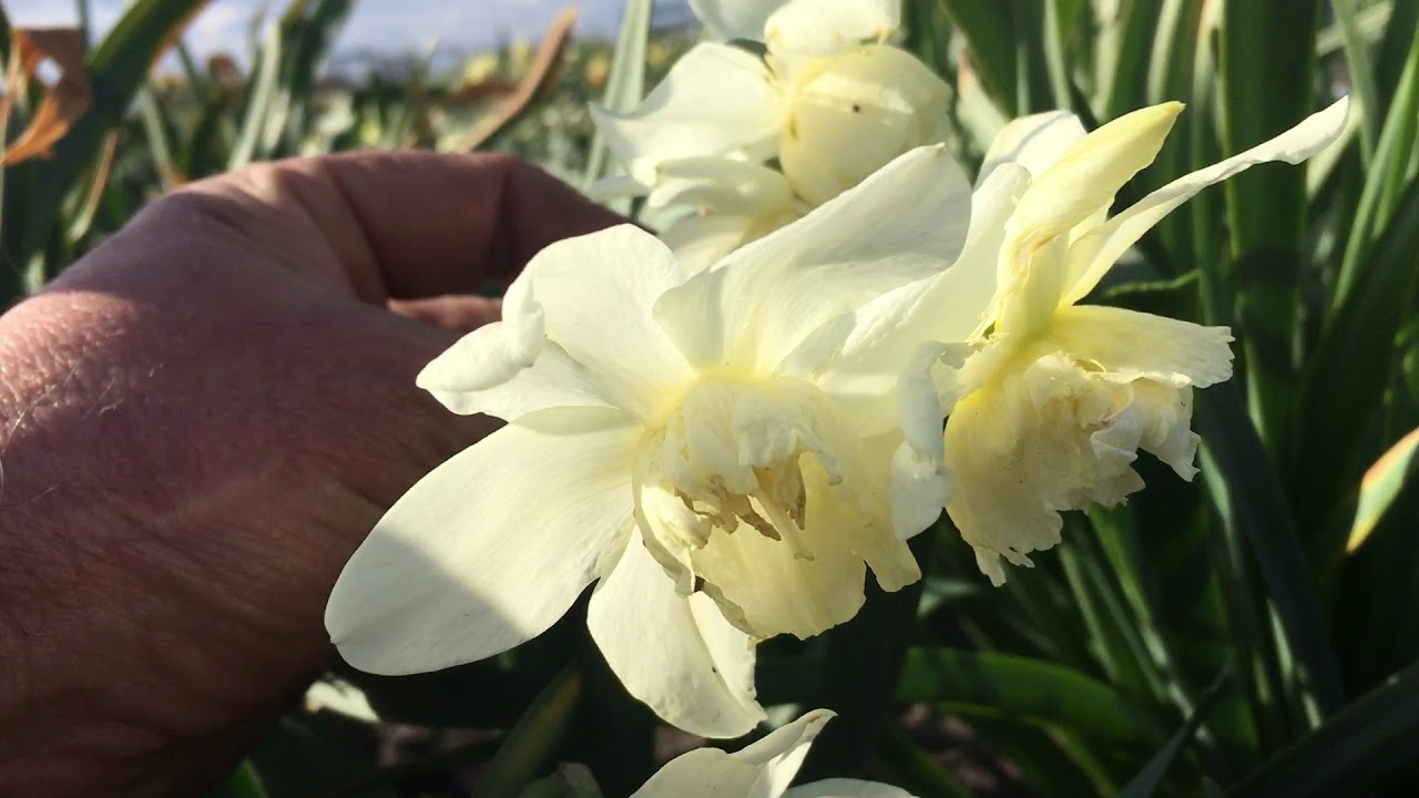 Нарцисс White Marvel (Вайт Марвел)