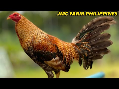 Best Quality Bulik Dom Sweater Kelso Mark Calixto JMC FARM - Beautiful Birds