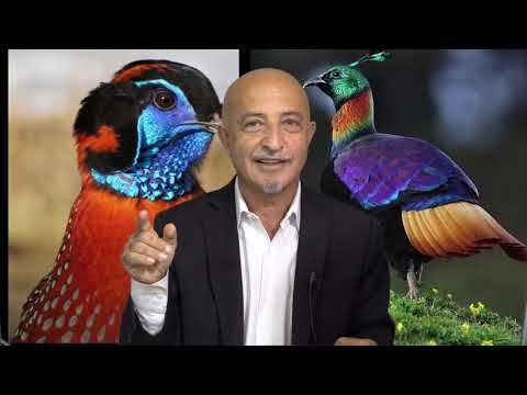 131-shafie ayar ذبیح الله مجاهد یک انگلیس را مسلمان ساخت .در کابل مردم ار فقر میمیرند