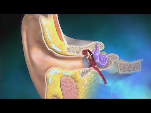 Utricle and Saccule balance and equillibrium