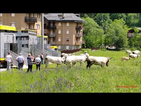 ARRIVANO LE MUCCHE PER LA TRANSUMANZA A LIMONETTO (CN) IN VALLE VERMENAGNA. SAB. 17 - 6 - 2023.
