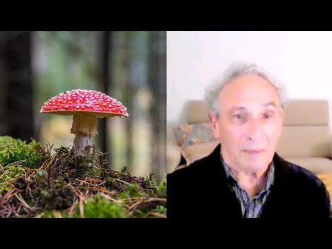 The amanita muscaria mushroom with Jerry B Brown | Living Mirrors #29 clips