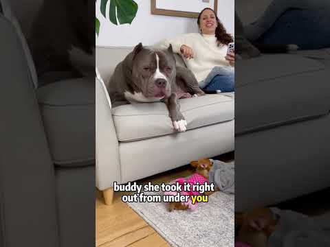 Super Mini Dog🤭🤭❤️❤️#dogs #funnydogs#chihuahua# #foryou #pet