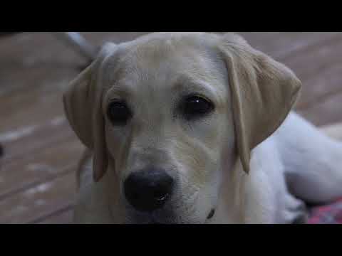 There's a dog in the house