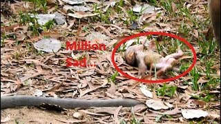Million Sad, Poor baby Lola head hit the ground so weak, Why Mom don&#39;t know &amp; leave her baby alone?