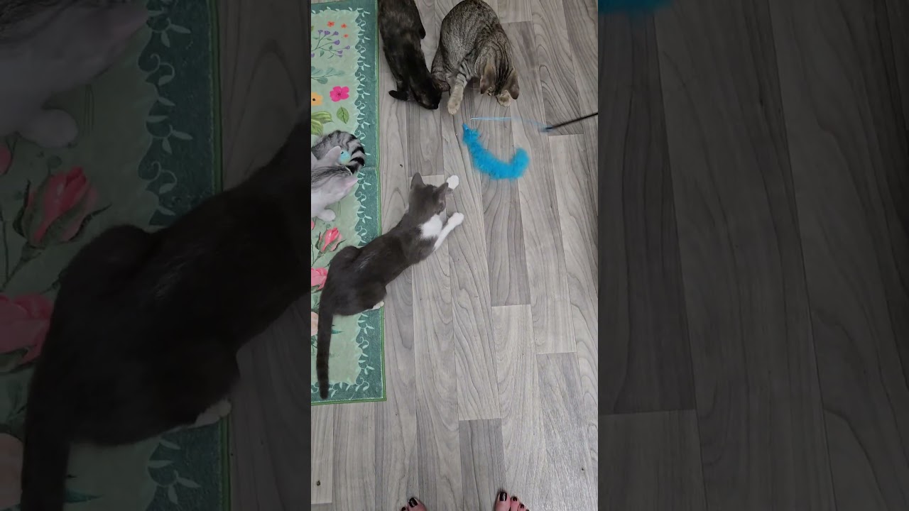 Enlarge Grace, a Adoptable Domestic Short Hair in Marlborough, MA video 6/6