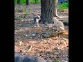 Gray Tabby Stands Up To Cream Tabby Bully Shorts