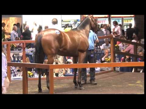 2015 Gold Coast Round Up Video Day 4