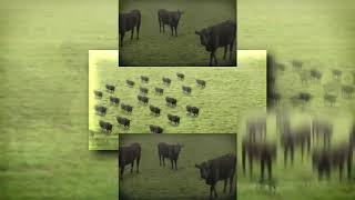 (REUPLOADED) (YTPMV) Cows Cows Cows Scan