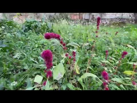 Doli Luleja nga Bliri - Kenga e plote - Kendoi Mari - Mastered AI