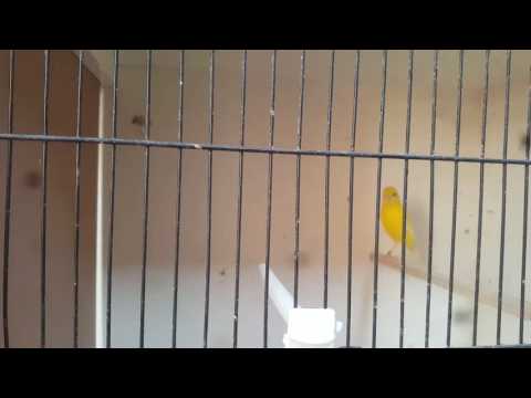 Irish fancy canary