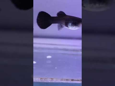 Ikan guppy black moskow sepasang siap breeding