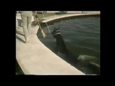 1985 Breeders Crown Pompano Park Training