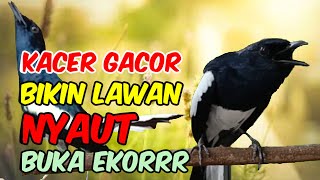 Download lagu Terapi kacer ngeplong gacor, pancingan kacer, masteran kacer durasi panjang Berjam jam mp3
