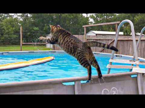 Funny Cats Facing Water for the First Time 🤣 The Funniest CATS Video 2026