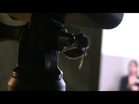 MongoTV_4554 - DRÆBER EN HVEPS MED MIT KAMERASTATIV