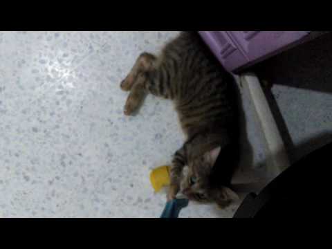 احسن لقطة 😍😍😍