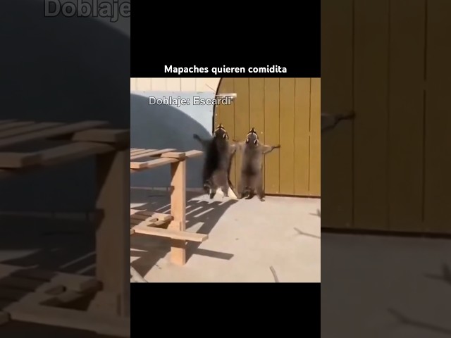 Vídeo relacionado con Necesito Snacks Mapache Divertidos Aperitivos de Mapache Camiseta