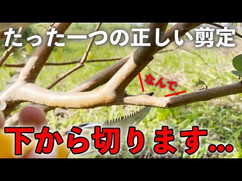 ツツジの正しい剪定方法 トピックス