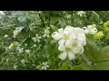 Mogara Flower Nature Video