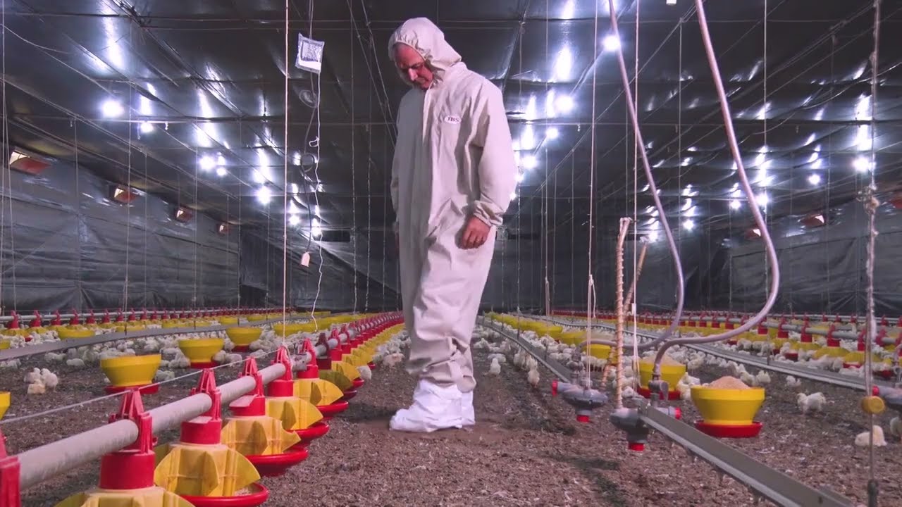 Compostagem: destinação correta das aves mortas nas granjas evita a propagação de doenças