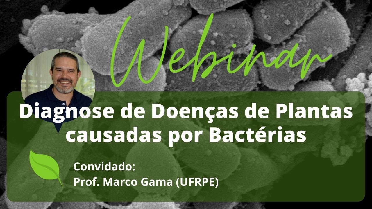 Diagnose de Doenças de Plantas causadas por Bactérias