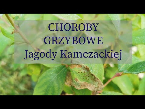 Jagoda Kamczacka - choroby grzybowe | jak zapobiegać i zwalczać | BOTANICZNY ŚWIAT