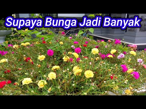 Cara Merawat Krokot Agar Rajin Berbunga Lebat