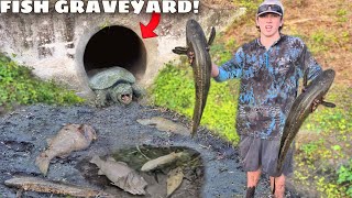 Saving Fish Abandoned in DRIED UP CREEK!
