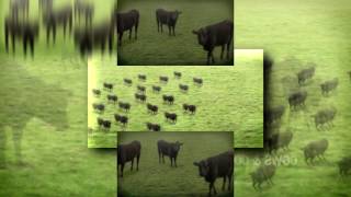 YTPMV Cows cows cows scan