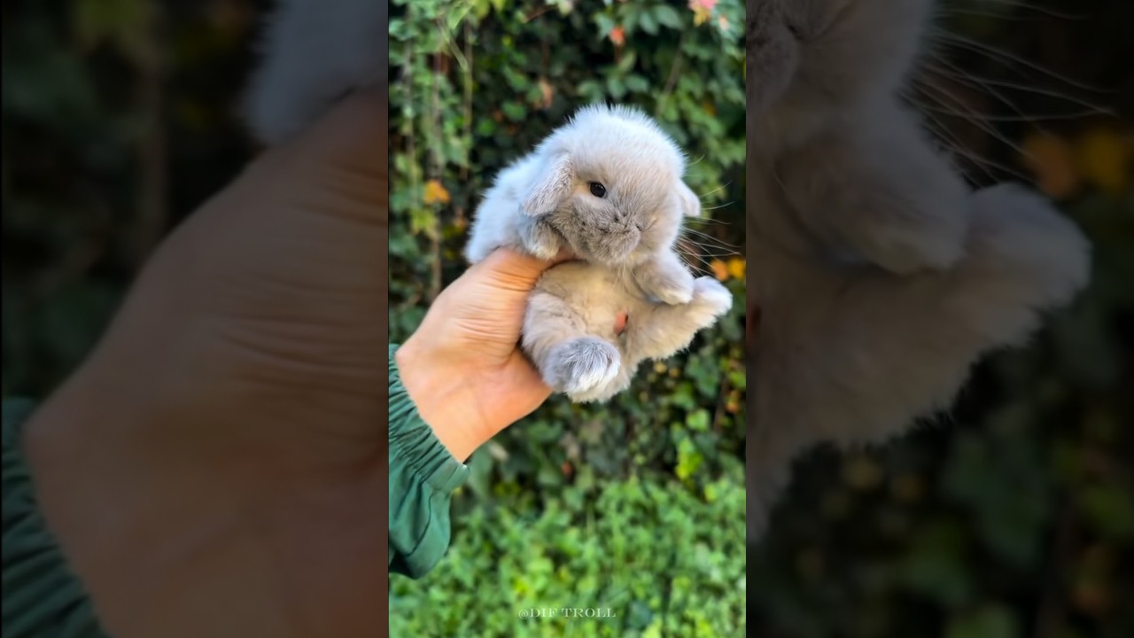 작은 동물에서 큰 동물로 변신!