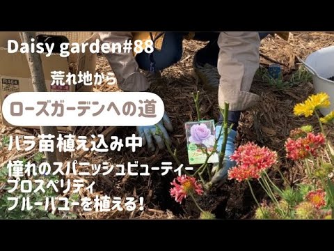 スパニッシュデイジー 植物