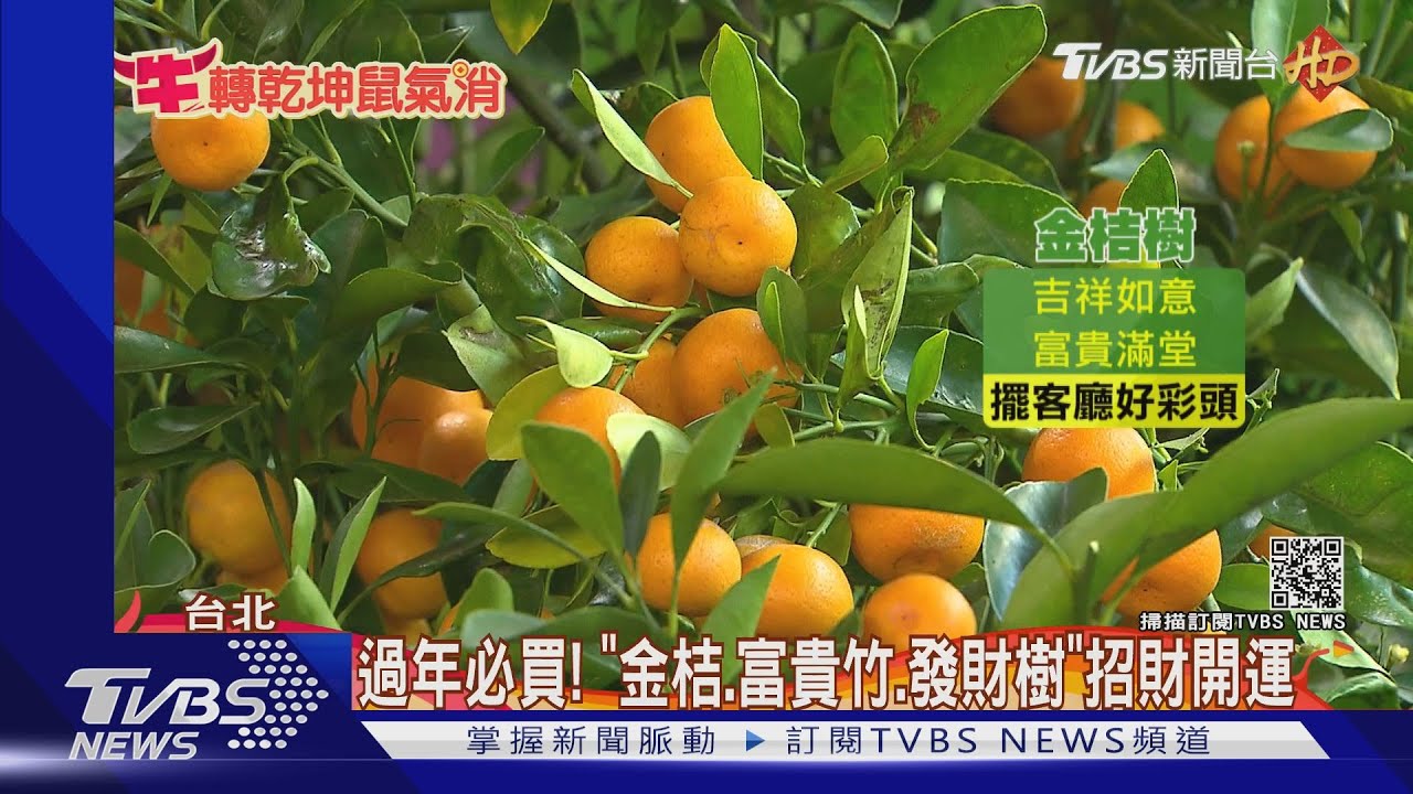 除夕花市降價 百合「人氣旺」俗4成、銀柳熱銷