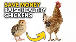 How to Raise Baby Chicks Naturally | EVERYTHING You Need To Know