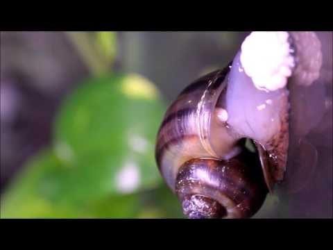 Mystery Snail Laying Eggs!